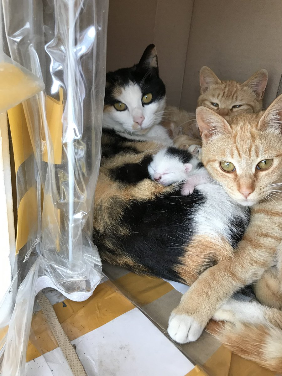 체스맨 🍍🪐🧃 tweet media