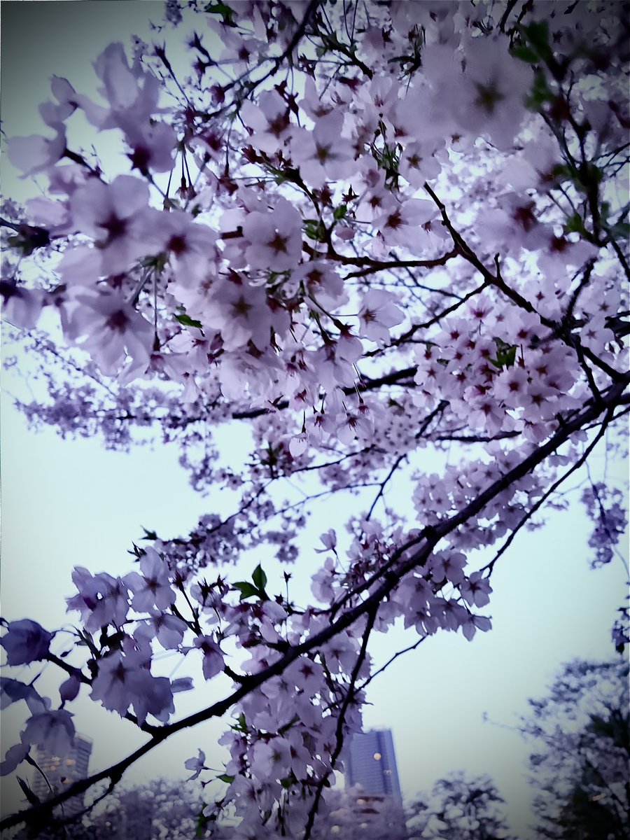 ⚡️じーにゃ🍙🩵 tweet media