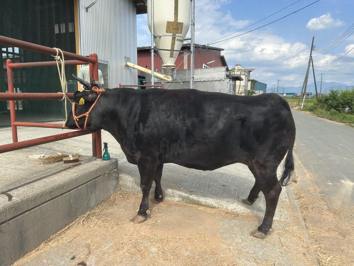 ゆうすけ tweet media