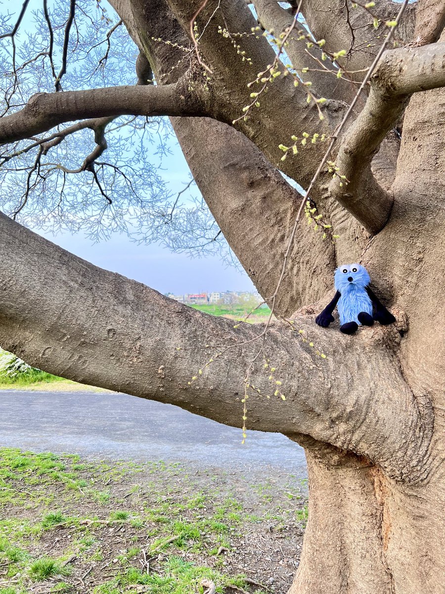 タビすけ。 tweet media