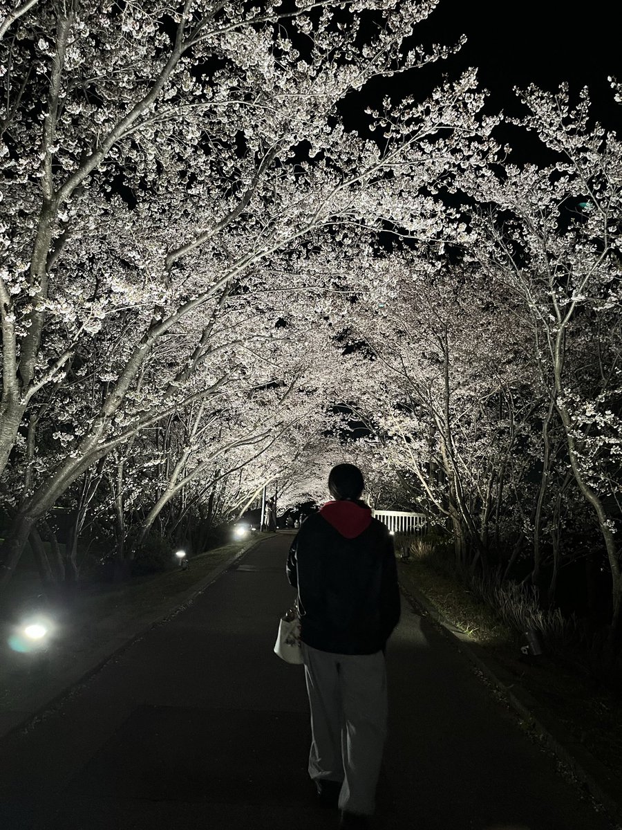 夜桜きれい✨️