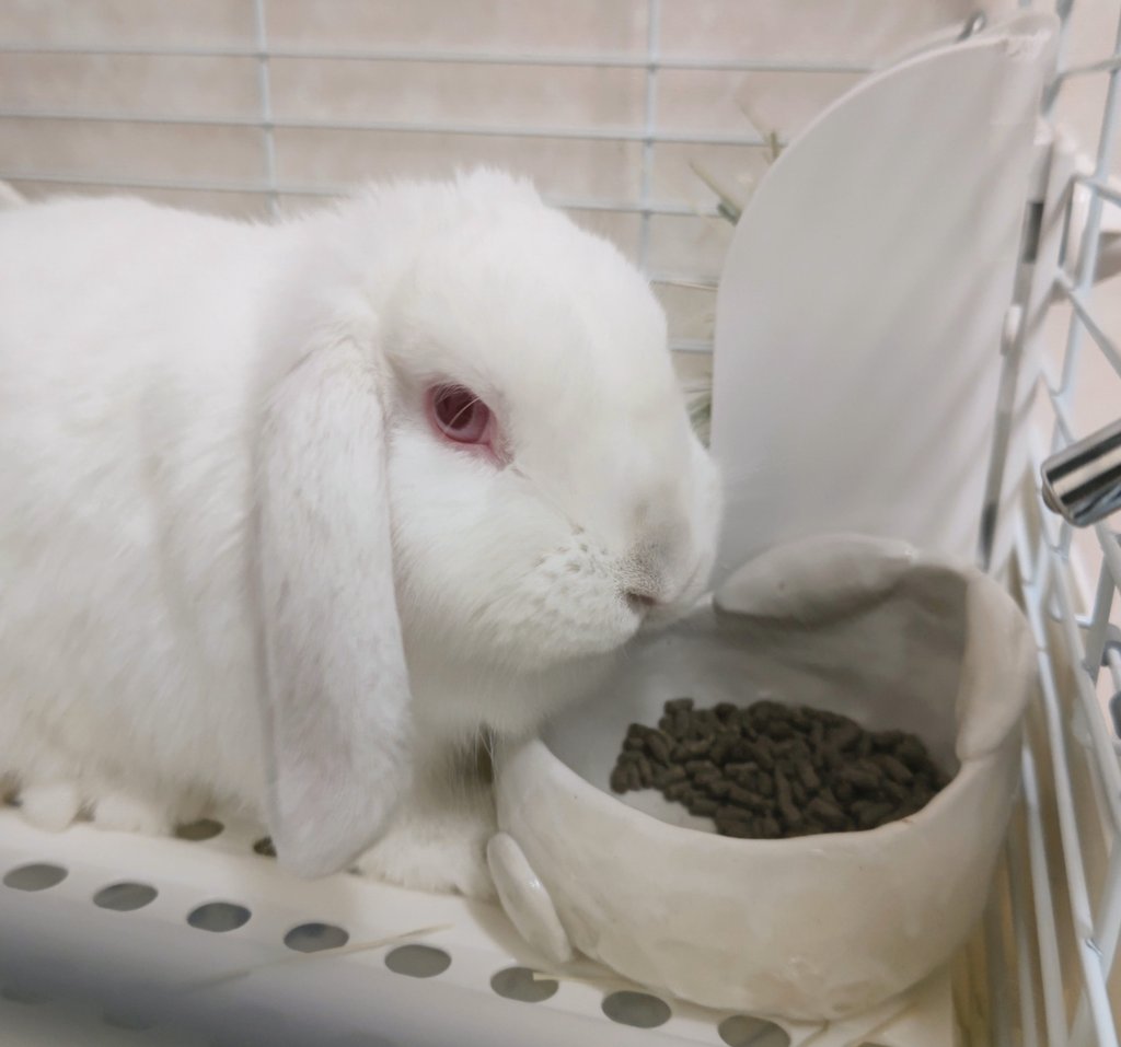 #うさぎ作品展inTwitter
#うさぎ作品展inX
ジミーさん<a href="/usgusg632/">うさぎ作品展</a> の企画に参加させていただきます！ありがとうございます☺️

陶器のエサ皿￣( ÒㅅÓ)￣
角に収まり、重さあり、エサが押し出されないようになっています
おしっぽもポイントですね😆

久々にウサギ作品作りました！また色々作りたいな♪