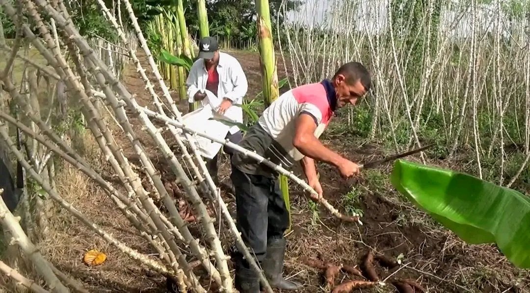 Dixami Rodríguez Gómez tweet media