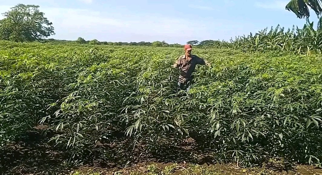 Dixami Rodríguez Gómez tweet media