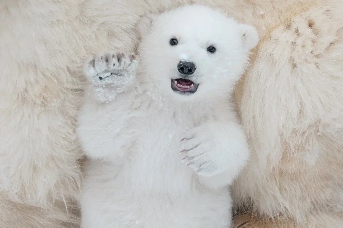 NPO法人札幌ノボシビルスク協会 tweet media