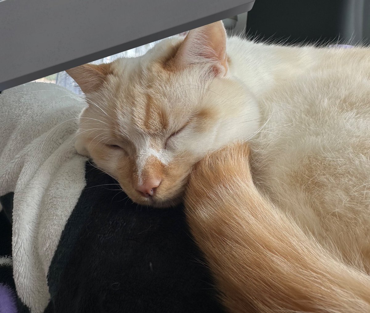 latte cœur lpb tweet media