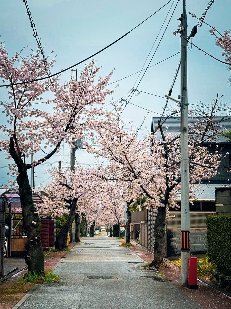 南湖｜大学生フリーランスモデル tweet media