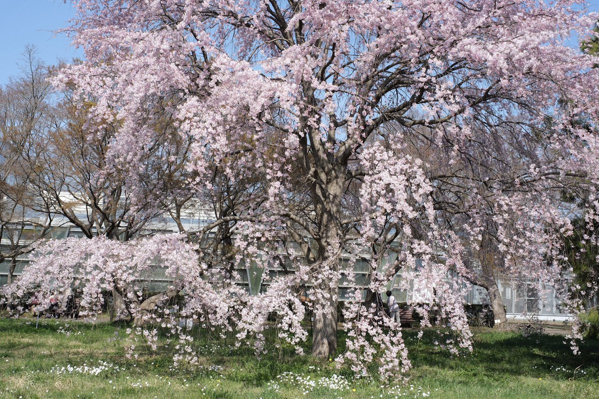 t a k a h i k o s h i m u r a tweet media