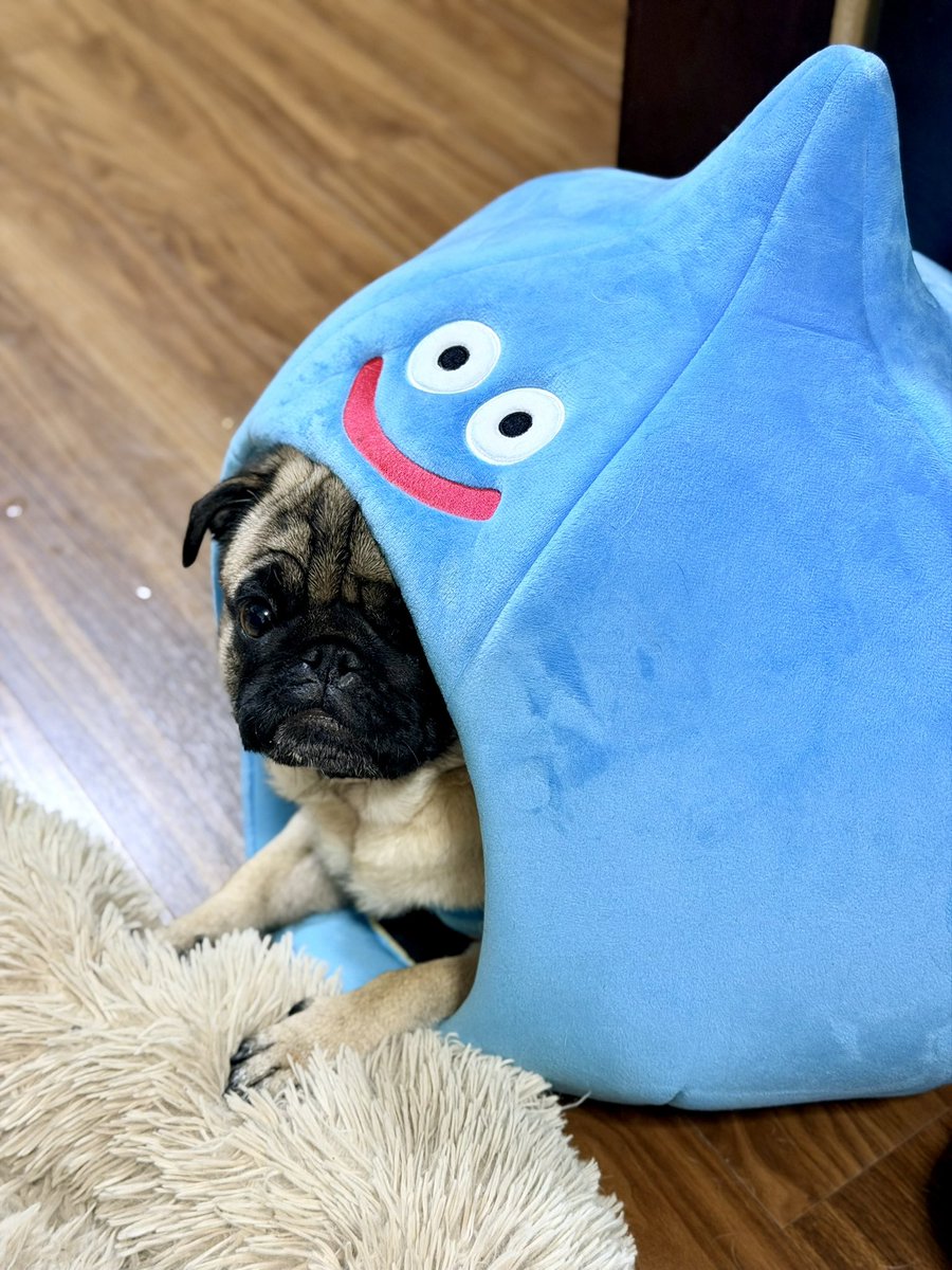 Toshio Murouchi (インドア) tweet media