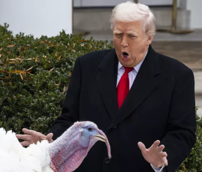 Etoile speed🇨🇵🏳️‍🌈🐇 tweet media