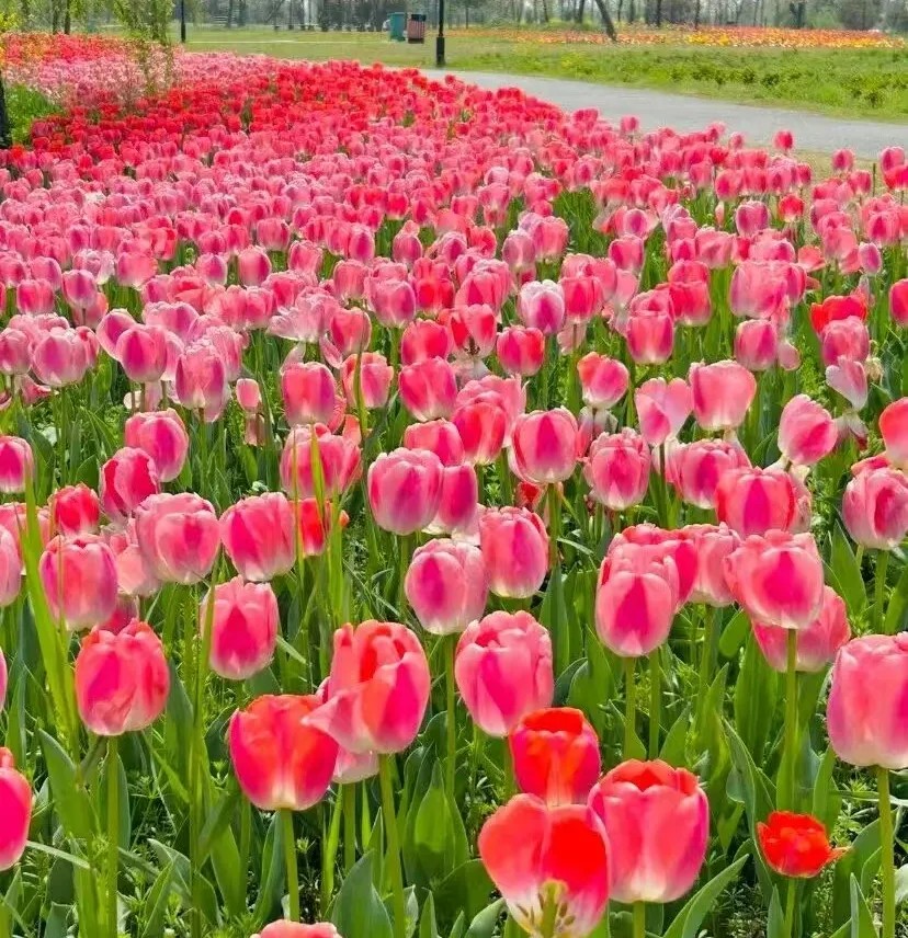 HelloWuhu's tweet photo. Spring in Wuhu resembles a Chinese ink painting as scenery and lifestyle meet in quiet balance. It is a city shaped by water, culture, and seasonal beauty.
Plan a trip to experience the coexisting contrast between vibrant seas of blossoms and the calm rhythm of ancient villages. https://t.co/d5ZOenn52R
