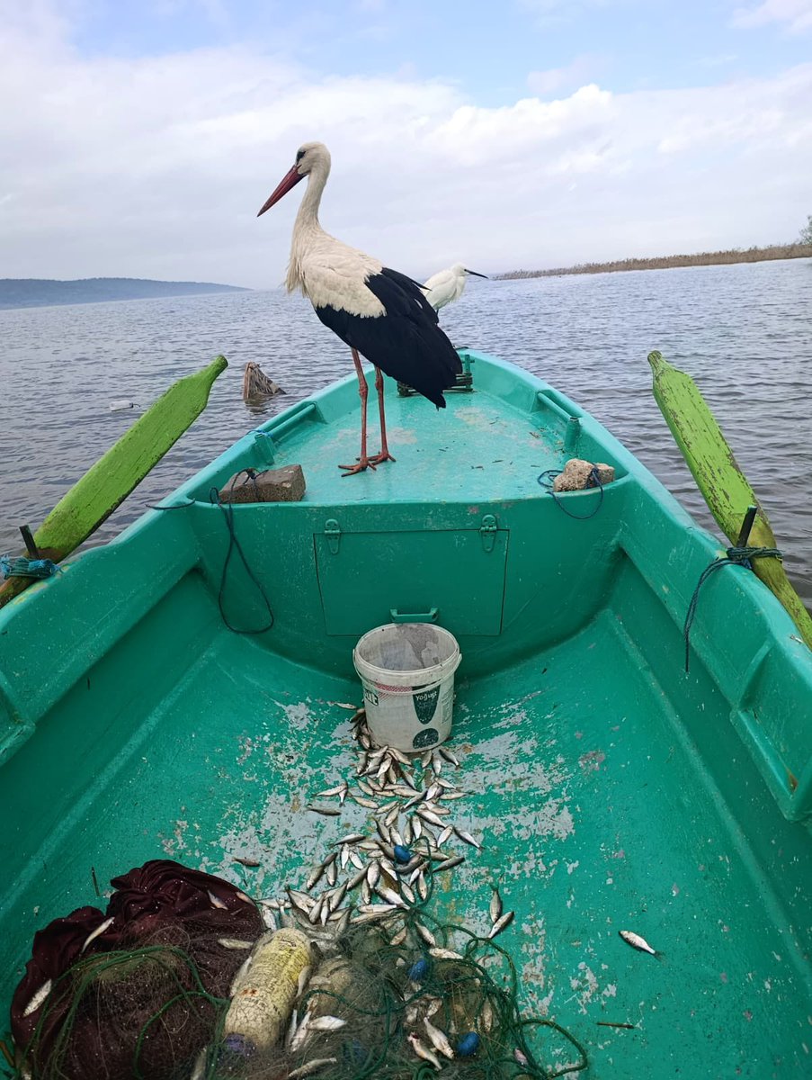 Alper Tüydeş tweet media