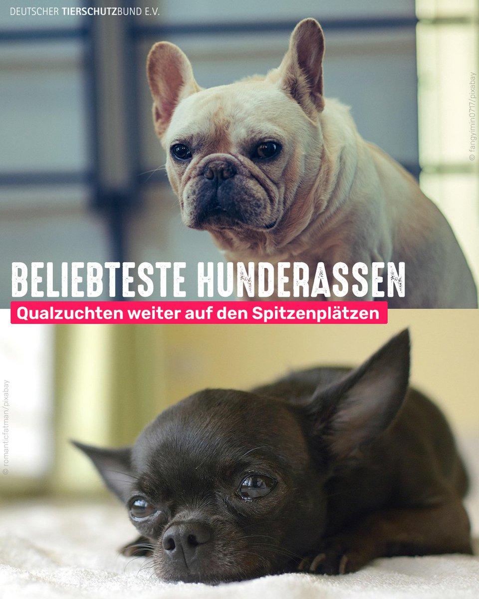 Der Trend, Qualzuchten zu kaufen, reißt leider nicht ab.

Unter den Top 3 in 2025: Französische Bulldogge und Chihuahua. Unter den Top 10 aber auch Dackel, Malteser, Yorkshire Terrier und Deutscher Schäferhund.

Bitte geht ins Tierheim und schaut, welcher Hund zu euch passt! 🐶❤️
