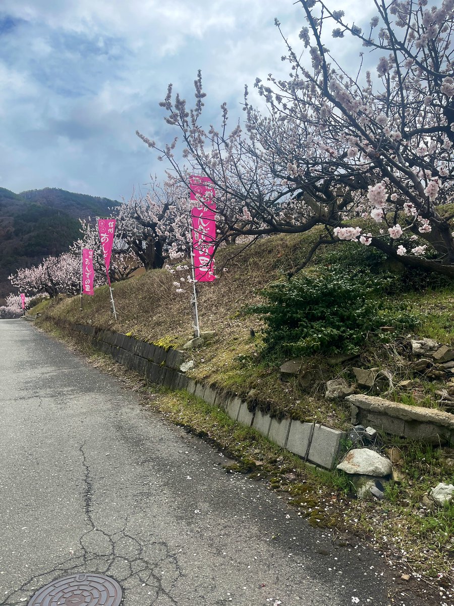 ham_cam_'s tweet photo. あんずの花。 https://t.co/HqThPw42Rv