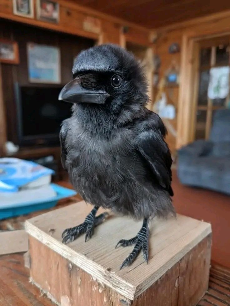 World's Amazing Things tweet media