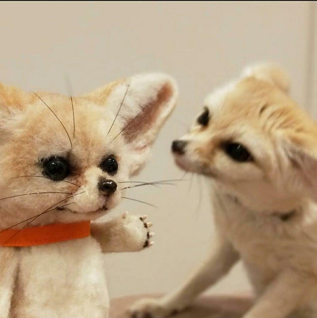 Fennec Every Hour! tweet media