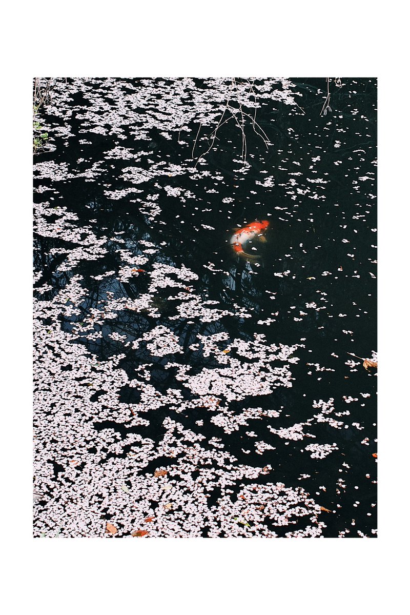 きりまれ tweet media