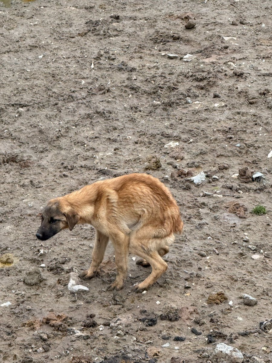 Metin KÜLÜNK tweet media