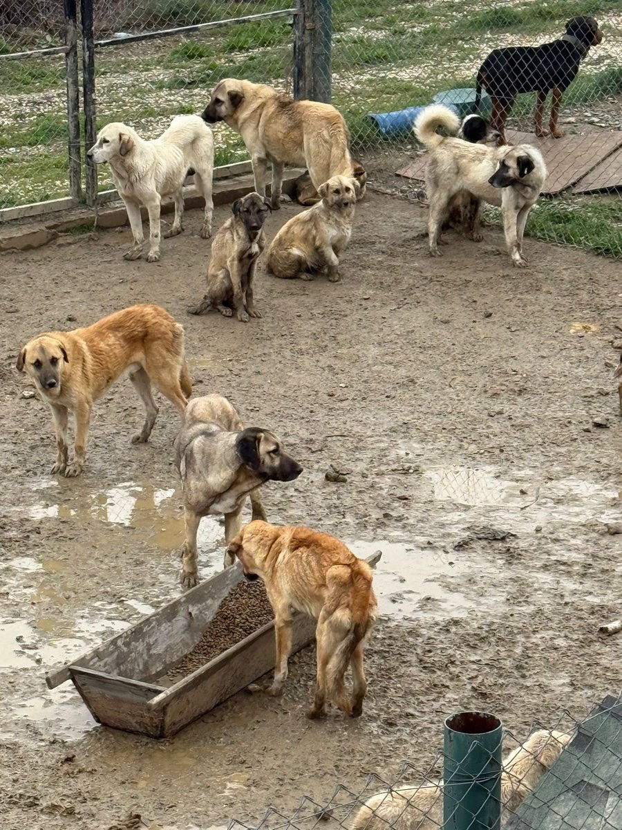 Metin KÜLÜNK tweet media