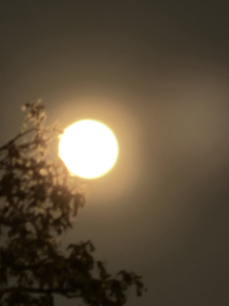 まおまお tweet media