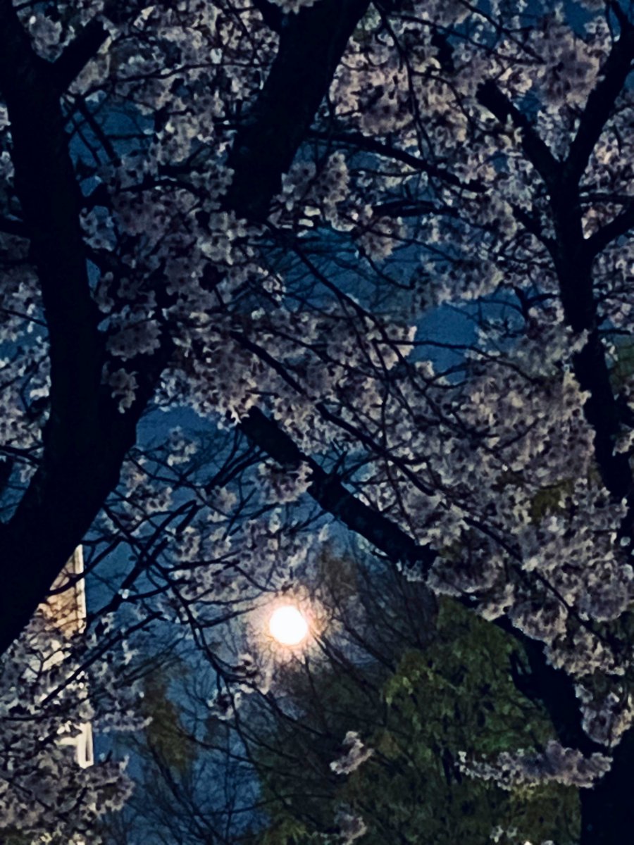 ᑦᑋ੨иPONY★姫☆ tweet media