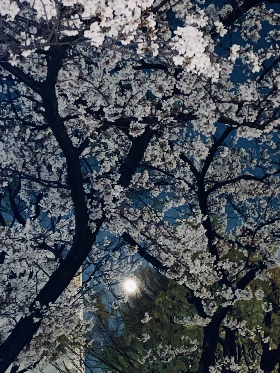 ᑦᑋ੨иPONY★姫☆ tweet media