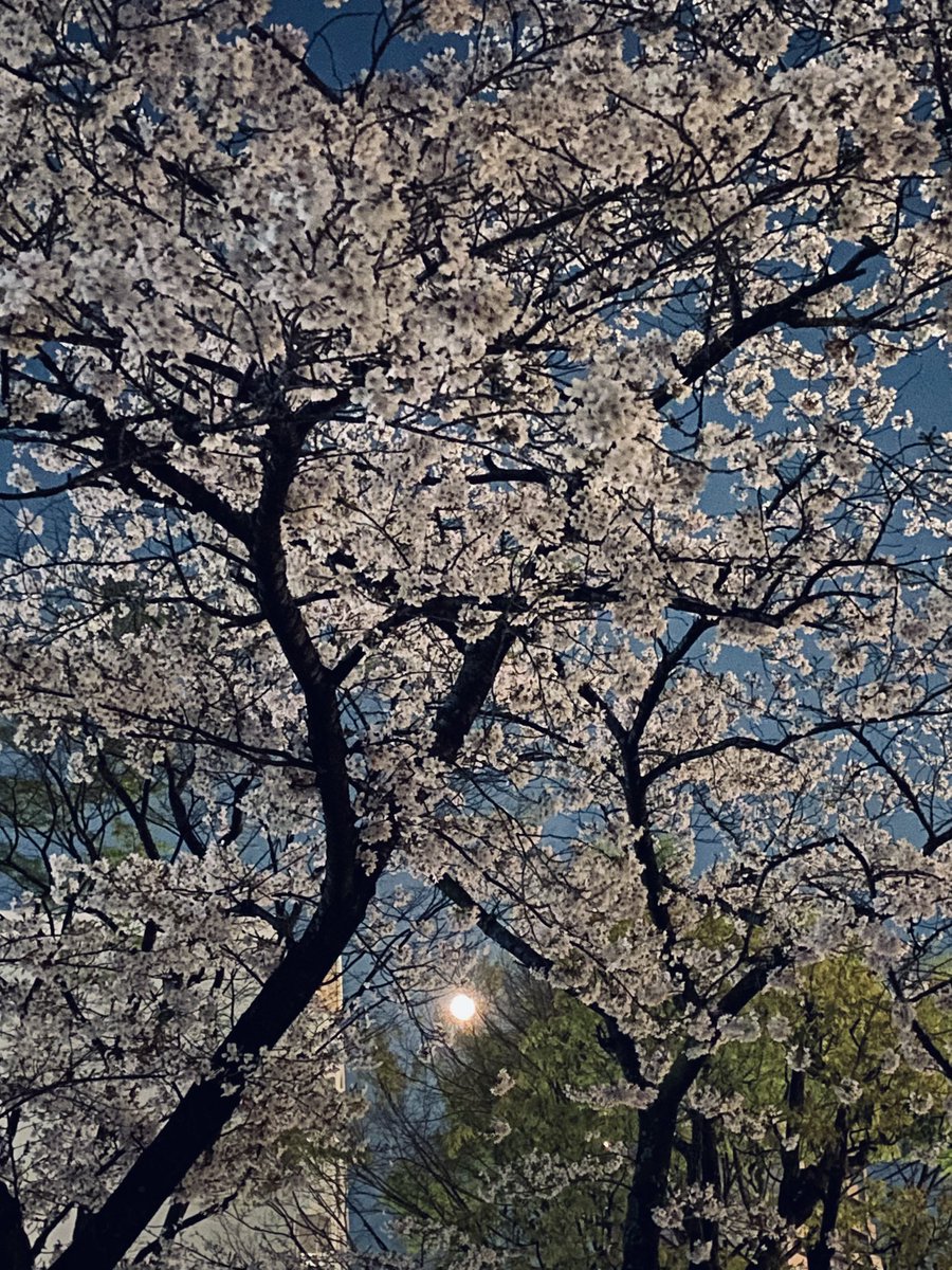 ᑦᑋ੨иPONY★姫☆ tweet media