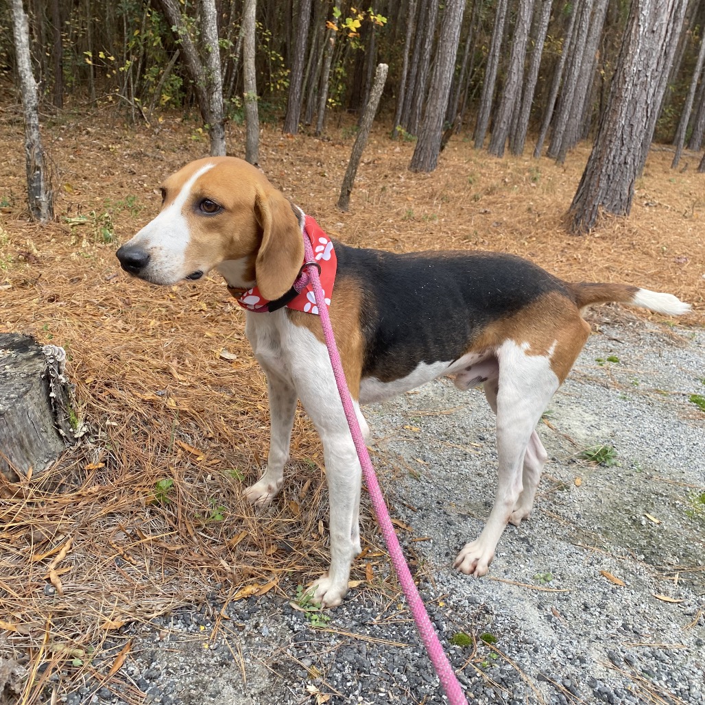 Lost Dog & Cat Rescue tweet media