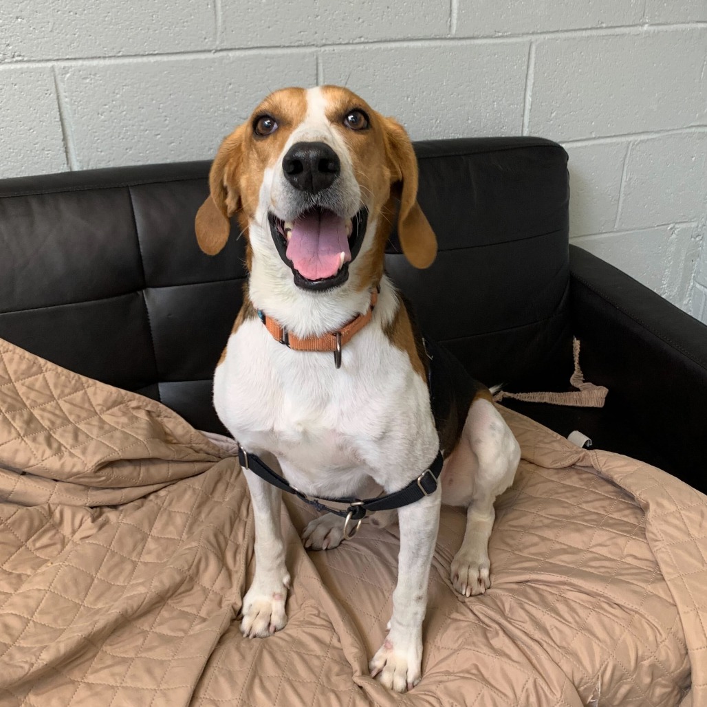 Lost Dog & Cat Rescue tweet media