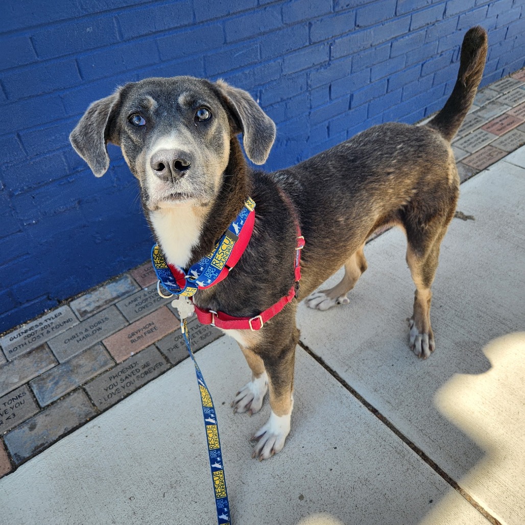 Lost Dog & Cat Rescue tweet media