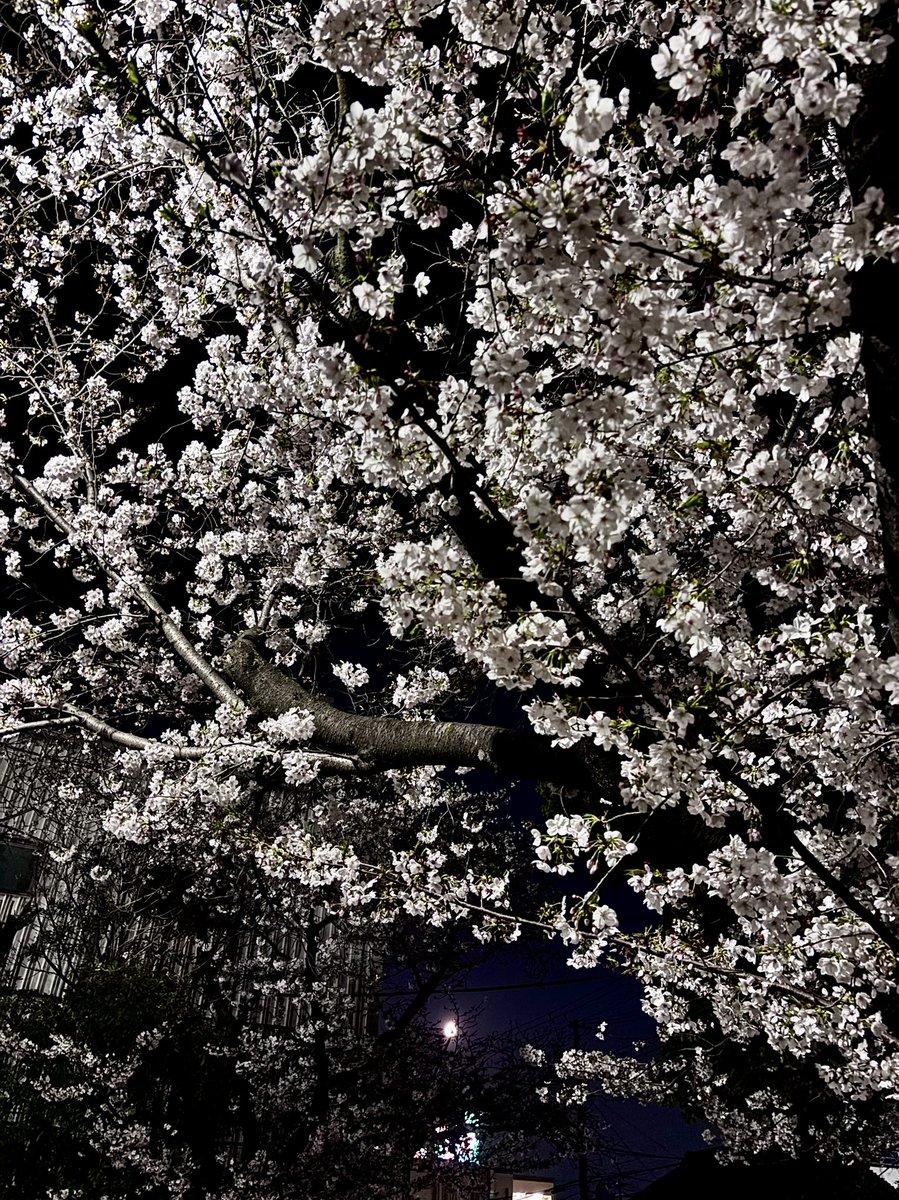 ホワイトムーン tweet media