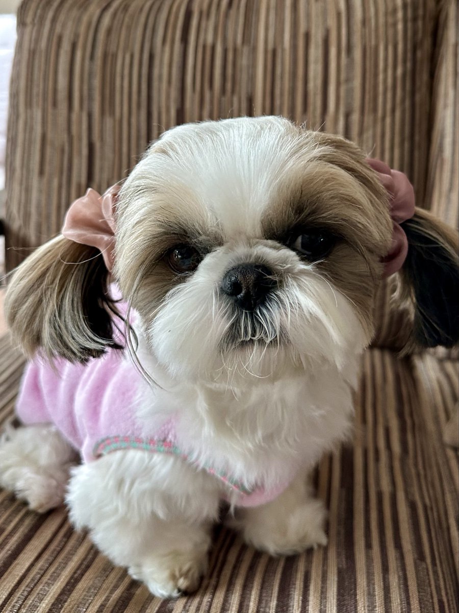 シーズー🐶華ちゃん🌺 tweet media