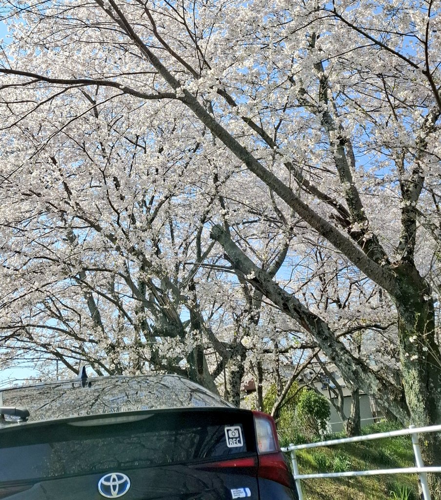 𝕫𝕚𝕞𝕒-𝕜𝕖𝕟.🌈 tweet media