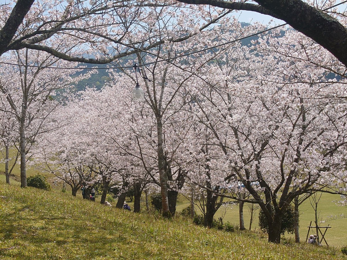 かりん tweet media