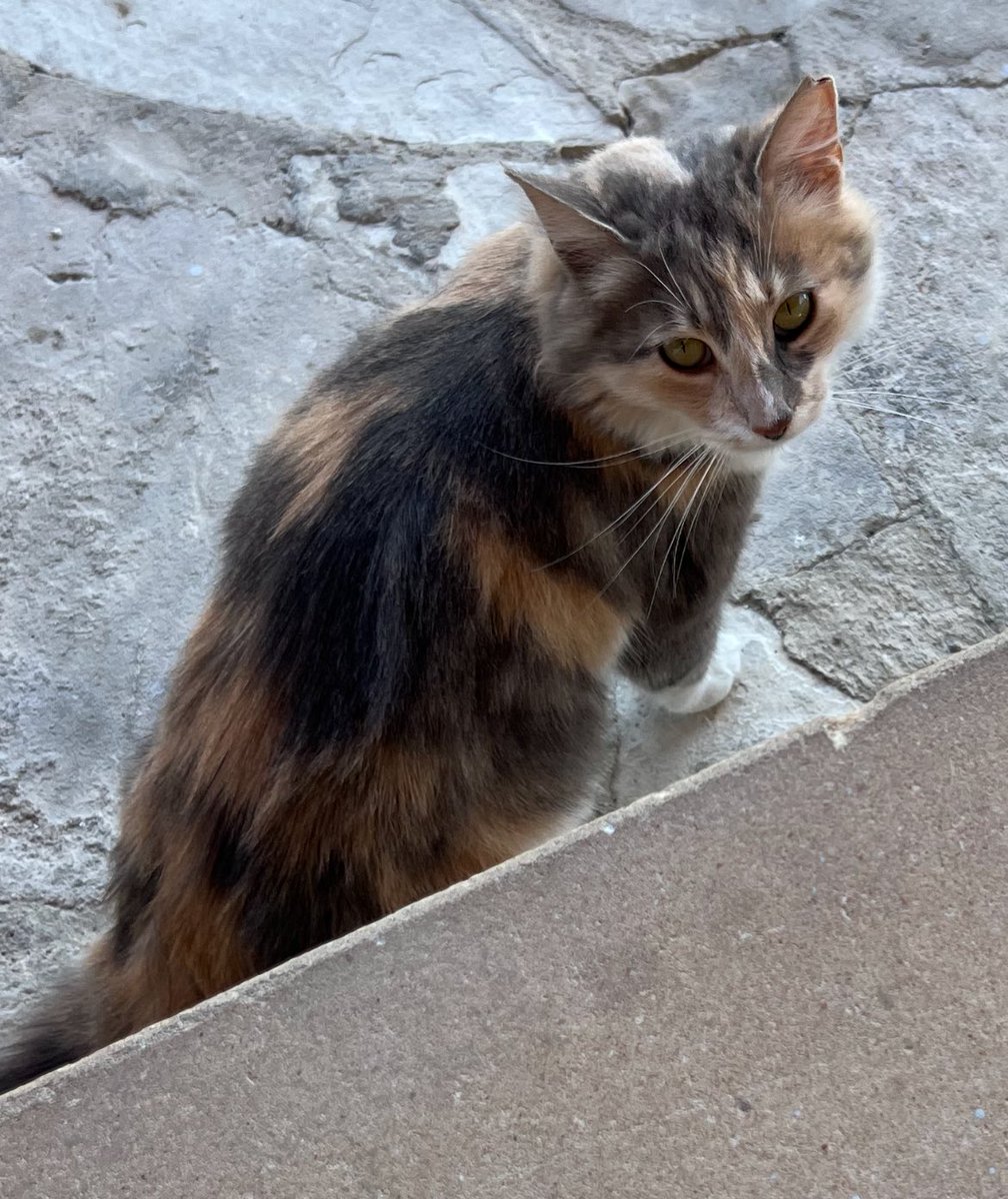 有村元春/ Motoharu Arimura tweet media