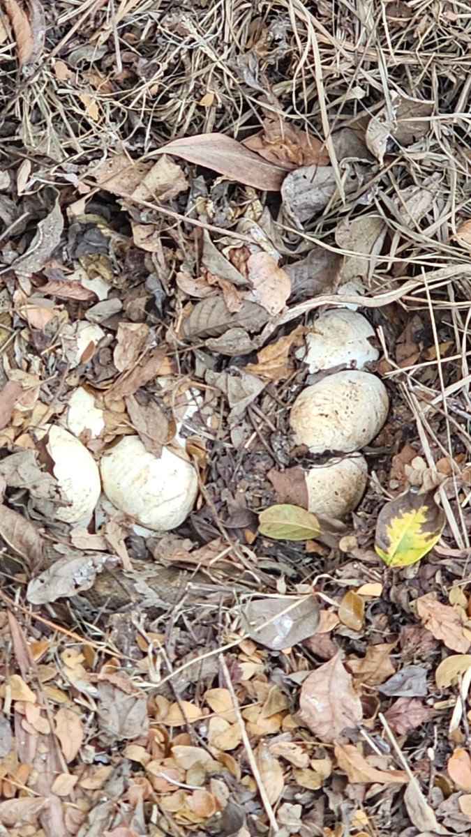 Maj Yogesh Dahiya🇮🇳 tweet media