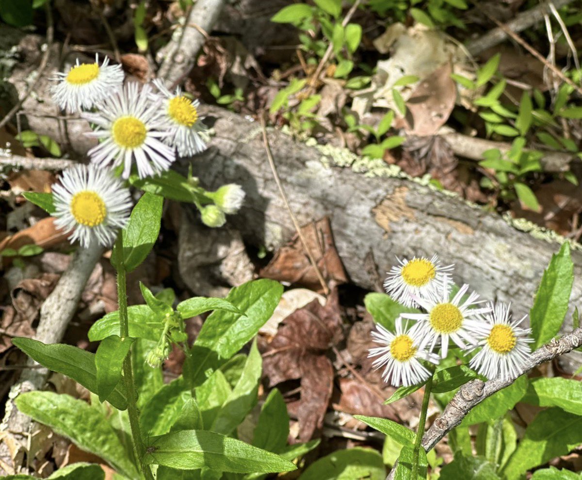 joannpip's tweet image. Good morning y’all ☕️

#HappyThursday #NaturePhotography 
𝑤𝑖𝑠ℎ𝑖𝑛𝑔 𝑒𝑣𝑒𝑟𝑦𝑜𝑛𝑒 𝑎 𝑏𝑒𝑎𝑢𝑡𝑖𝑓𝑢𝑙 𝑑𝑎𝑦🪄