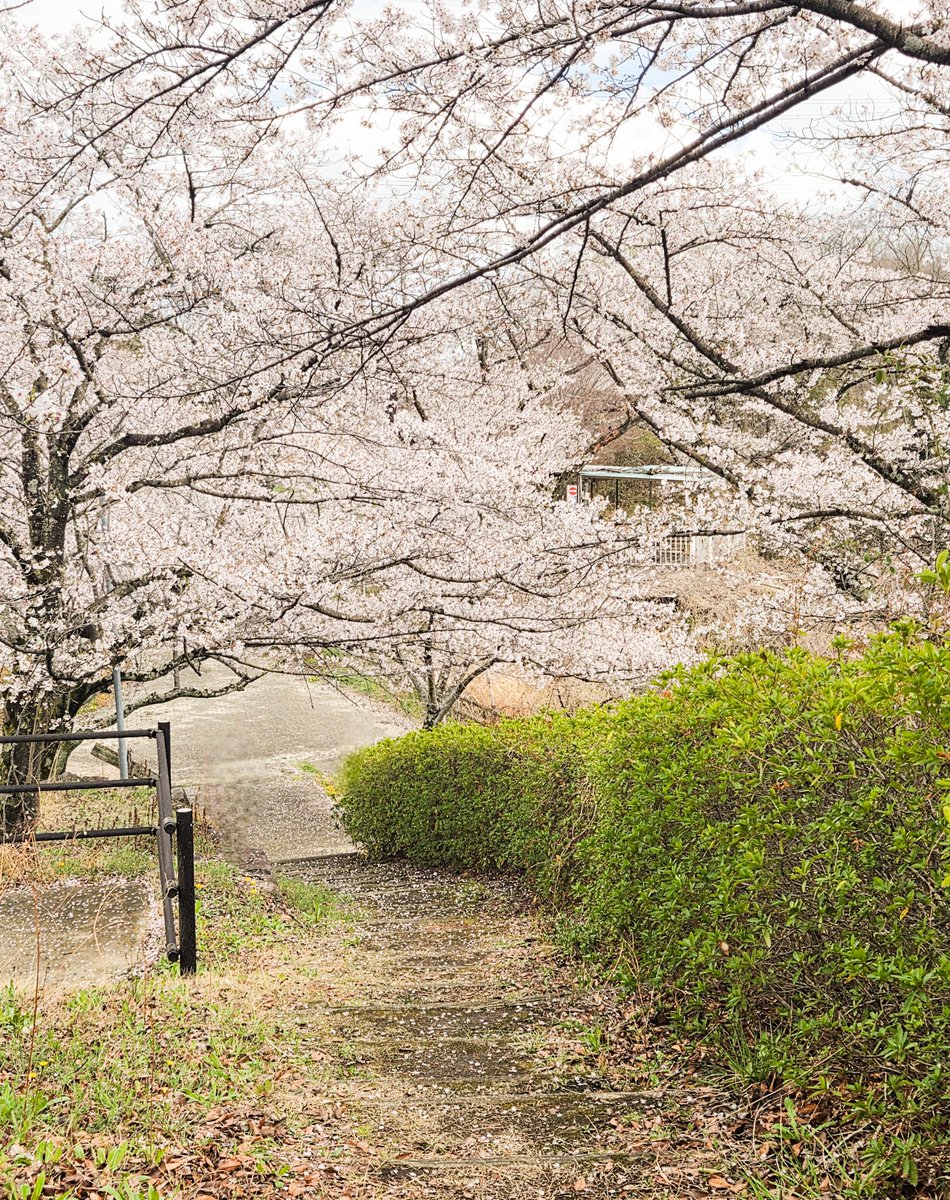 ＊moco＊ ルクセリオン - ̗̀ 🐇 ̖́- tweet media