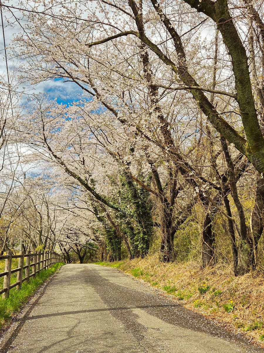 ＊moco＊ ルクセリオン - ̗̀ 🐇 ̖́- tweet media