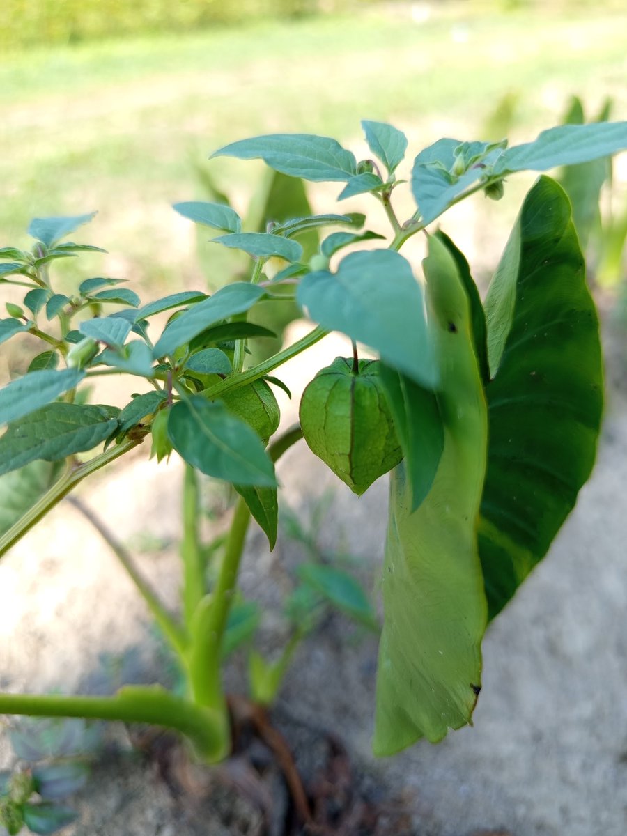 ᙭EᖇOᖴIᒪI tweet media