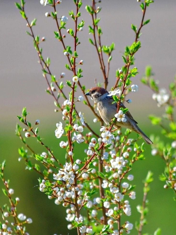 Nature For You tweet media