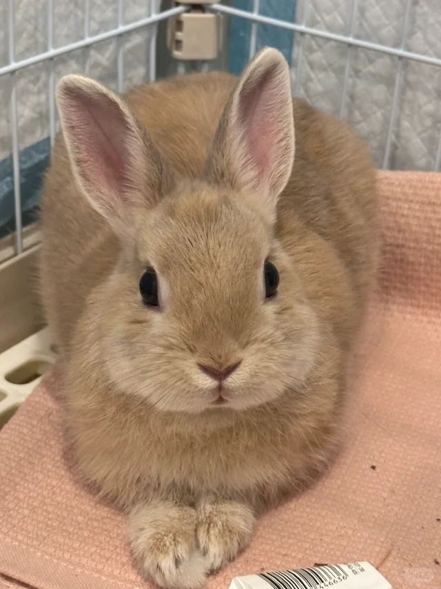 최채리 tweet media