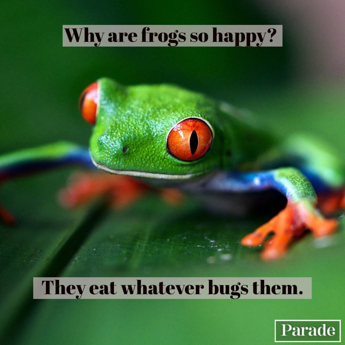 Rani, Last of The Red Hot Boomers tweet media