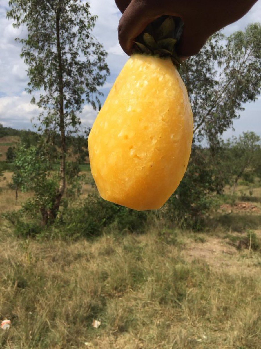 Novine Farm 🧑🌾 tweet media