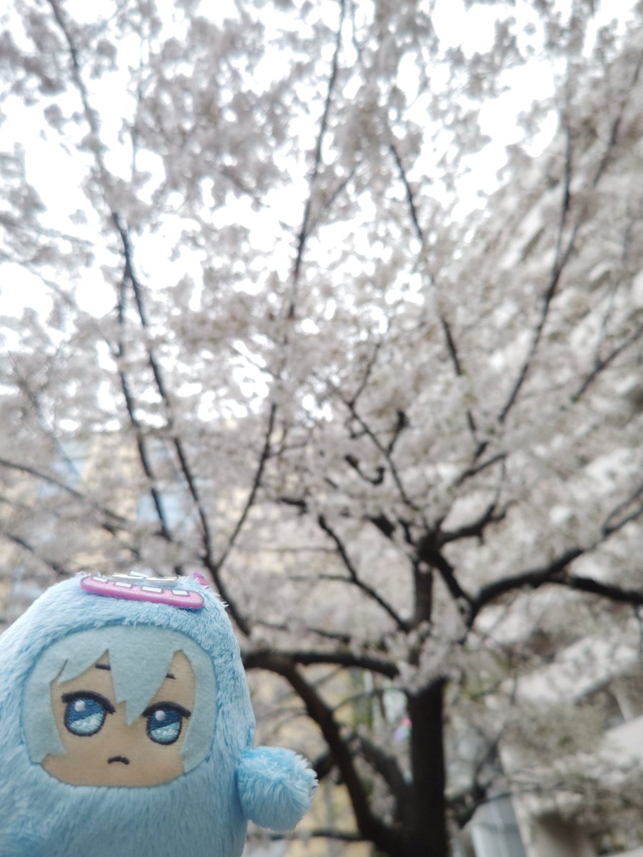 hz410's tweet photo. あとモンたまと桜、と言っても…撮るのが下手くそで桜だとわかりにくい！何かこのスマホ写真の精度良いとかいってるけど使いにくいんよなぁwww https://t.co/ethsVcGAMb