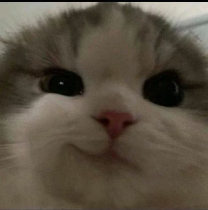 clar⁷ ☻ FOLLOW LIMIT tweet media