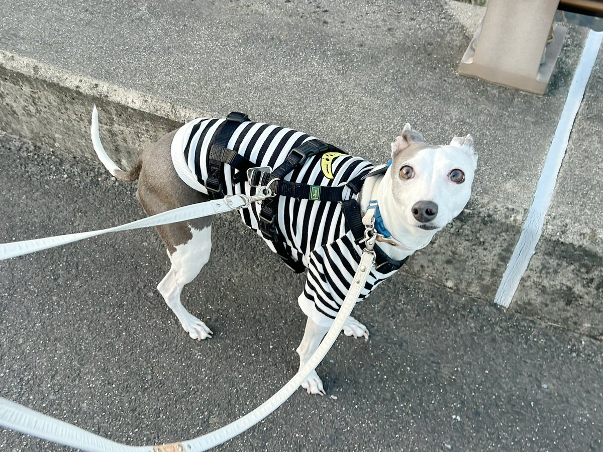 ママディ🧏♀️ tweet media