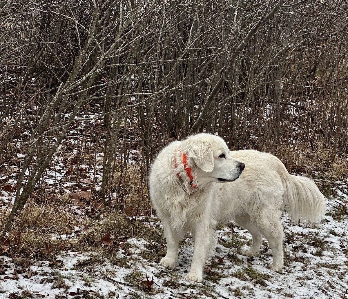 NorthernTails tweet media