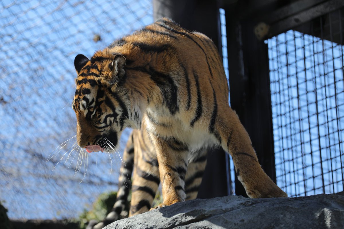 tabibito tweet media