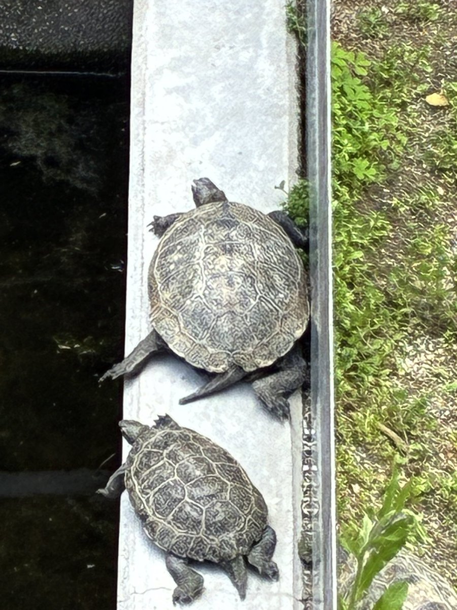 ゆっくりしていってね